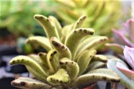 Image result for Kalanchoe lanceolata