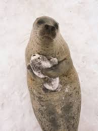 If There S Anything Cuter Than A Seal It S A Seal With A Plush Version Of Itself This Adorable Animal At Mombetsu Land Cute Seals Cute Animals Fluffy Animals