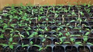 Tomaten sind ausgesprochen lichthungrige pflanzen. Tomatenanzucht Biogarten Fullhorn