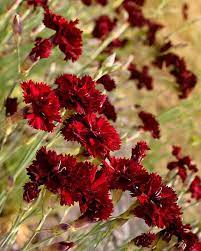 Red Carnations Dianthus Caryophyllus Carnation Flower Red Carnation