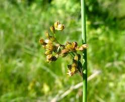 Image result for Juncaceae