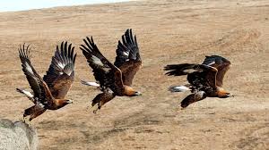 Viewing tweets won't unblock @the_eagles. Golden Eagle Genome Study A Conservation Game Changer Bbc News