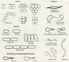 Shapes Of Bacteria Shapes Of Bacterial Cells Bacteria Shapes Microbiology Organelles