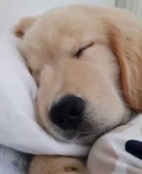 Lef Adli Kullanicinin Puppy Love Panosundaki Pin Sevimli Kopekler Cok Sirin Hayvanlar Ev Kopekleri