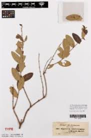 Image result for Hypericum roeperianum