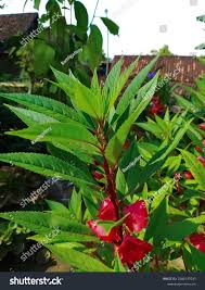 Image result for Balsaminaceae