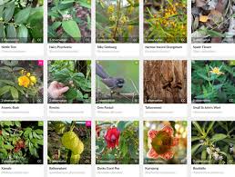 Image result for Psychotria sublyrata