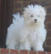 Maltese Information And Pictures Malteses Maltese Dogs Maltese Puppy Maltese Dog Breed