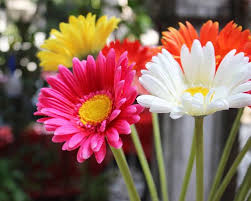 Raising the bottom of the container. Fresh Daisy Flower At Rs 50 Unit Michaelmas Daisy à¤— à¤²à¤¬à¤¹ à¤° à¤• à¤« à¤² à¤¡ à¤œ à¤« à¤² à¤µà¤° Pal Agrotech New Delhi Id 14646140091