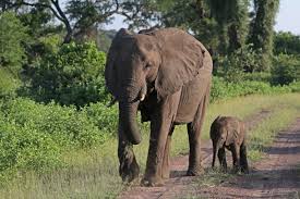 Fichier:African bush elephants (Loxodonta africana) female with ...