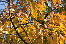 The american type grows wild in much of the southeastern part of the country, and has fruit that must be ripened on the tree; Diospyros Virginiana Wikipedia