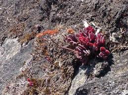 Image result for Crassula globularioides