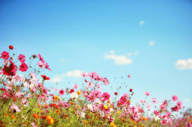 Die blüten bringen nicht nur farben, sondern auch düfte. Sommerblumen Die 10 Schonsten Fur Ihren Garten Plantura