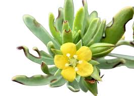 Image result for Surianaceae