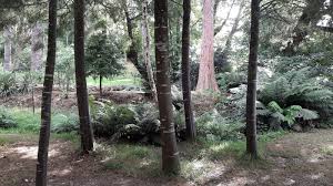 Image result for Huperzia dacrydioides