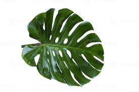 Maybe you would like to learn more about one of these? The Green Monstera Leaves In The Tropical Forest Are Separate Swiss Cheese Plant On A White Background 2738495 Stock Photo At Vecteezy