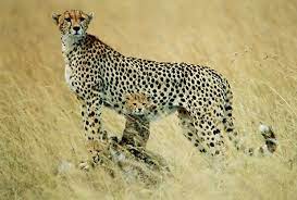 Cheetah And Cubs Cheetahs Animals Wild Nature Images