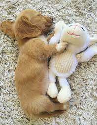A Cute Dachshund Dog Puppy Sleeping Cute Dog Toys Sleeping Puppies Dachshund Dog