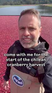 Cranberry Harvest