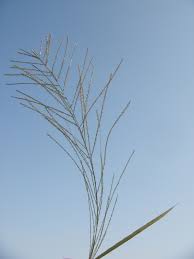 Image result for Dinebra