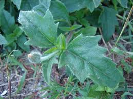 Image result for Tridax