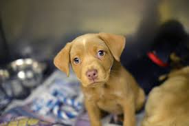 I am in atlanta and i am looking for a german shepherd, golden retriever, labrador retriever,stafford shire bull terrier or black lab. Animal Shelters Adopt A Pet Michigan Humane