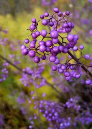 Will flower up and down branches. 68 Berries Ideas In 2021 Berries Plants Shrubs