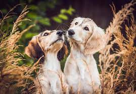 Saluki Puppies For Sale Akc Puppyfinder Saluki Puppy Saluki Dogs Saluki