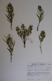 Image result for Aspidoglossum glabellum