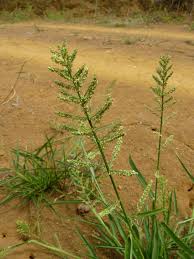 Image result for Panicum pusillum