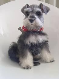 Hermosos Schnauzer Miniaturas Perros Schnauzer Perros Schnauzer Miniatura Schnauzer Miniatura