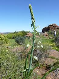 Image result for Albuca
