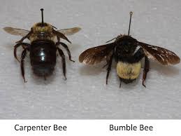 Carpenter bees can be confused with bumble bees due to their furthermore, their abdomens are fully black, whereas bumble bee abdomens are banded in black and yellow. Mistaken For Bumble Bees Carpenter Bees Bare Abdomens Hairy Abdomesn Dive Bombing Males Cannot Sting Females Have Mated Pupate Extension Entomology