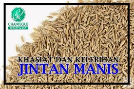 Fennel plant @ pokok jintan manis @ pokok plant is edible: Khasiat Dan Kelebihan Jintan Chanteque Beauty Spa Facebook