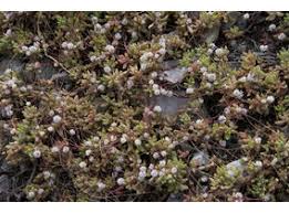 Image result for Cuscuta planiflora