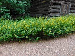 Image result for Chamaecrista paralias