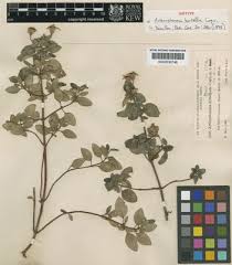 Image result for Heterocentron macrostachyum