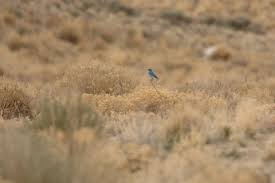 Image result for Little Catnip Spring - Sheldon Refuge Winnemucca NV