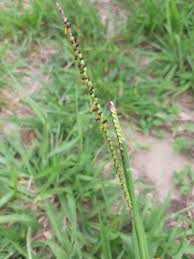 Image result for Danthoniopsis pruinosa