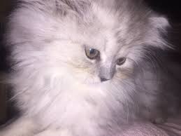 such a lovely girl persian cat doll face cats persian cat