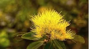 Image result for Combretum schumannii