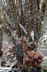 The brittle thin skin is removed to reveal yellow/white flesh which has flavours reminiscent of granny smith apple, strawberry and pineapple. Pin On Fruits 3