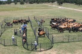 Our Largest Corral Setup This System Includes The 180 Degree Premier Sweep An S04 Squeeze Chute And Calf Table Cattle Farming Livestock Barn Cattle Corrals