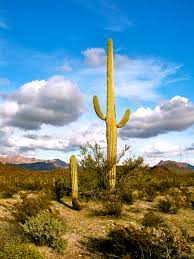 The cactus plants live in any desert area. Cactus Of The Southwest Cactus Photographs Wanderwisdom