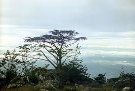 Image result for Alloeochaete oreogena