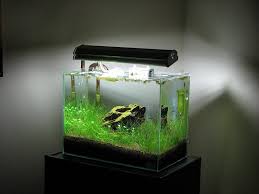 Silver Falls Seed Company - Hairgrass - Slender