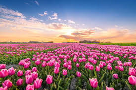 pink tulips