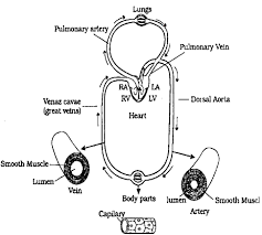 The pulmonary circulation or pathway carries the deoxygenated blood from the right side of the heart to the lungs. Draw A Schematic Representing Double Circulation In Human Sarthaks Econnect Largest Online Education Community