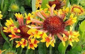 Blanket Flower Shining Horse Gaillardia X Grandiflora