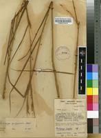 Image result for Andropogon perligulatus